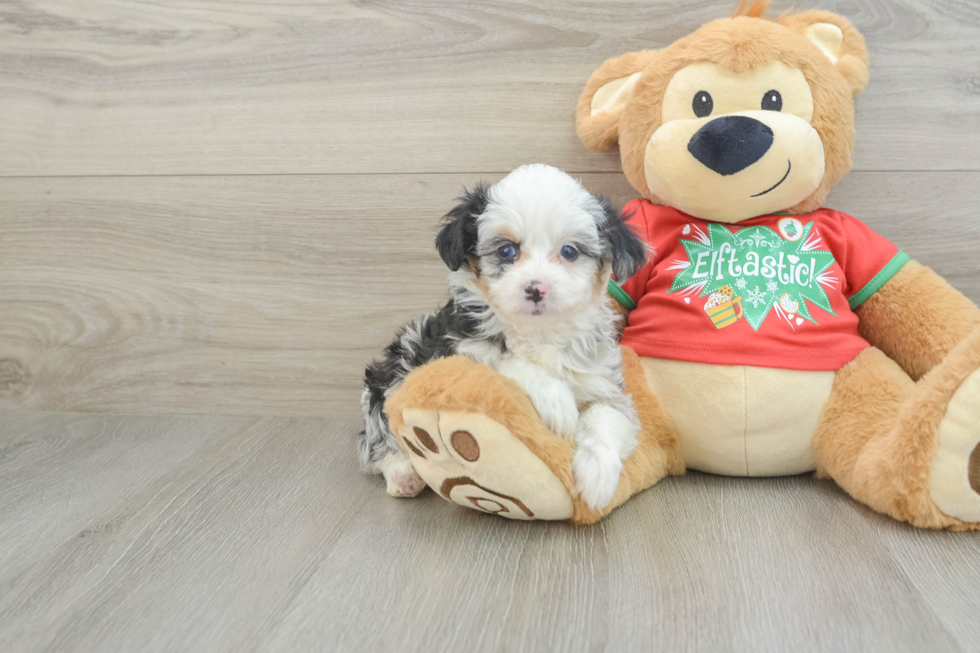 Mini Aussiedoodle Pup Being Cute