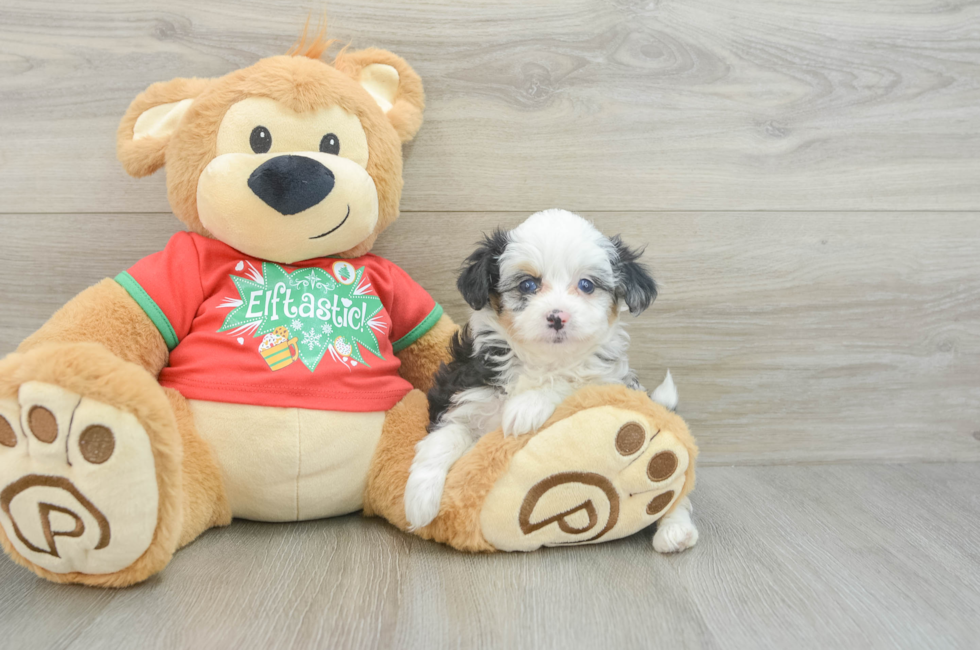 7 week old Mini Aussiedoodle Puppy For Sale - Pilesgrove Pups