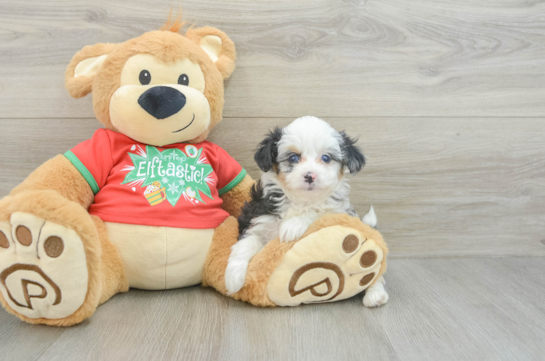 Best Mini Aussiedoodle Baby