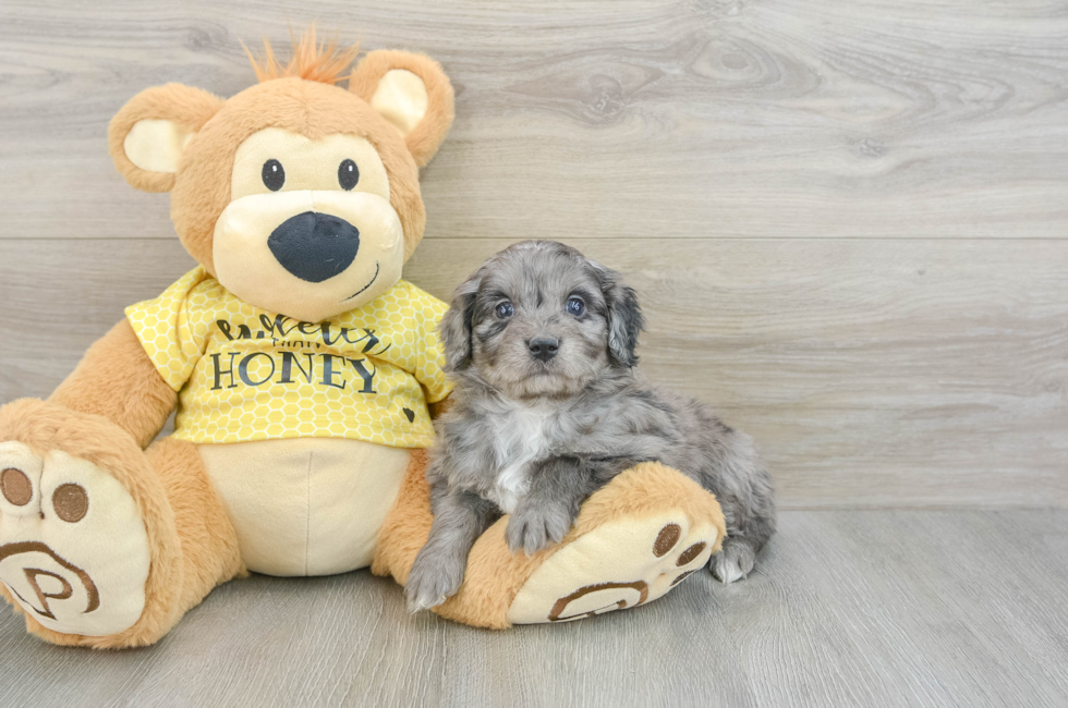 7 week old Mini Aussiedoodle Puppy For Sale - Pilesgrove Pups