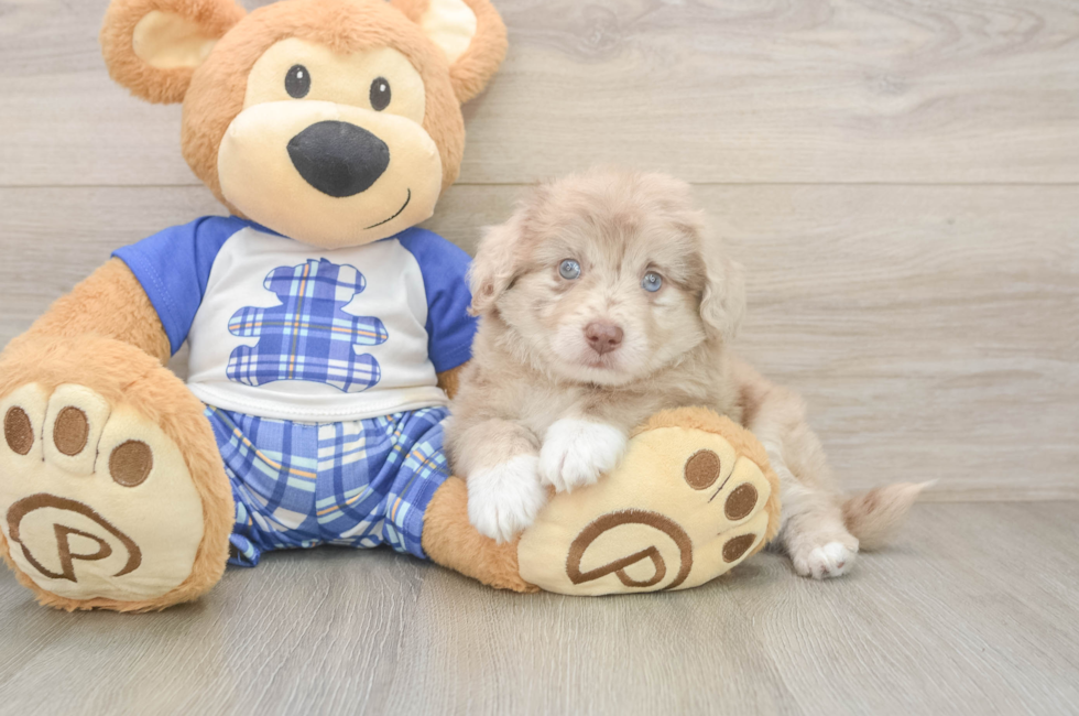 5 week old Mini Aussiedoodle Puppy For Sale - Pilesgrove Pups