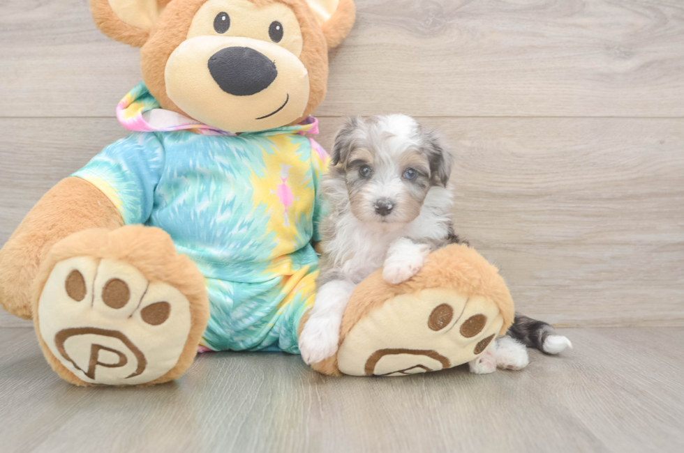 5 week old Mini Aussiedoodle Puppy For Sale - Pilesgrove Pups