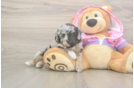 Mini Aussiedoodle Puppy for Adoption