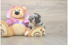 Hypoallergenic Aussiepoo Poodle Mix Puppy