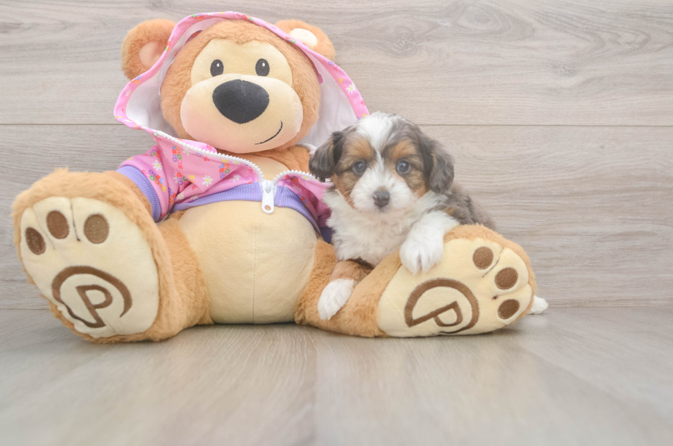 5 week old Mini Aussiedoodle Puppy For Sale - Pilesgrove Pups