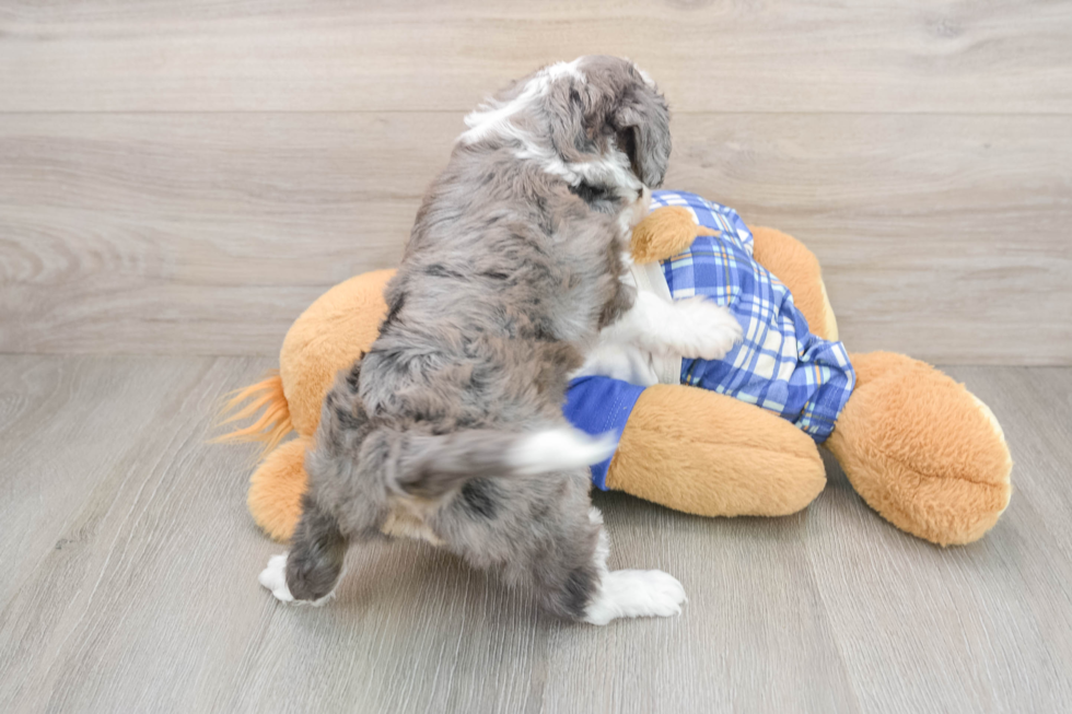 Best Mini Aussiedoodle Baby