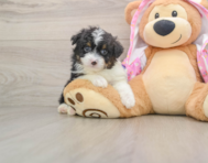 7 week old Mini Aussiedoodle Puppy For Sale - Pilesgrove Pups