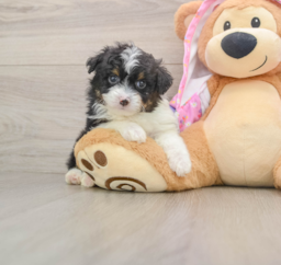 7 week old Mini Aussiedoodle Puppy For Sale - Pilesgrove Pups