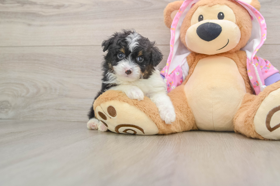 Smart Mini Aussiedoodle Poodle Mix Pup
