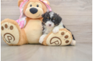 Happy Mini Aussiedoodle Baby