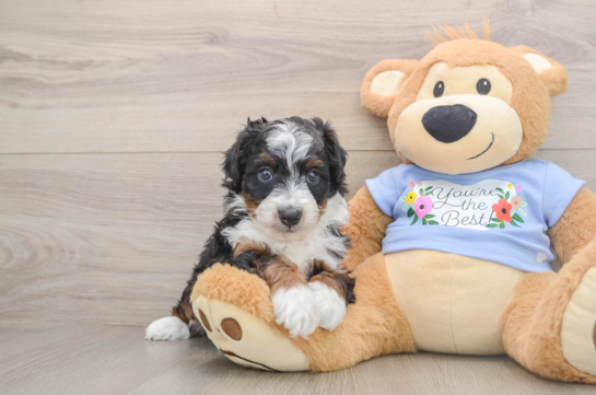 Best Mini Aussiedoodle Baby