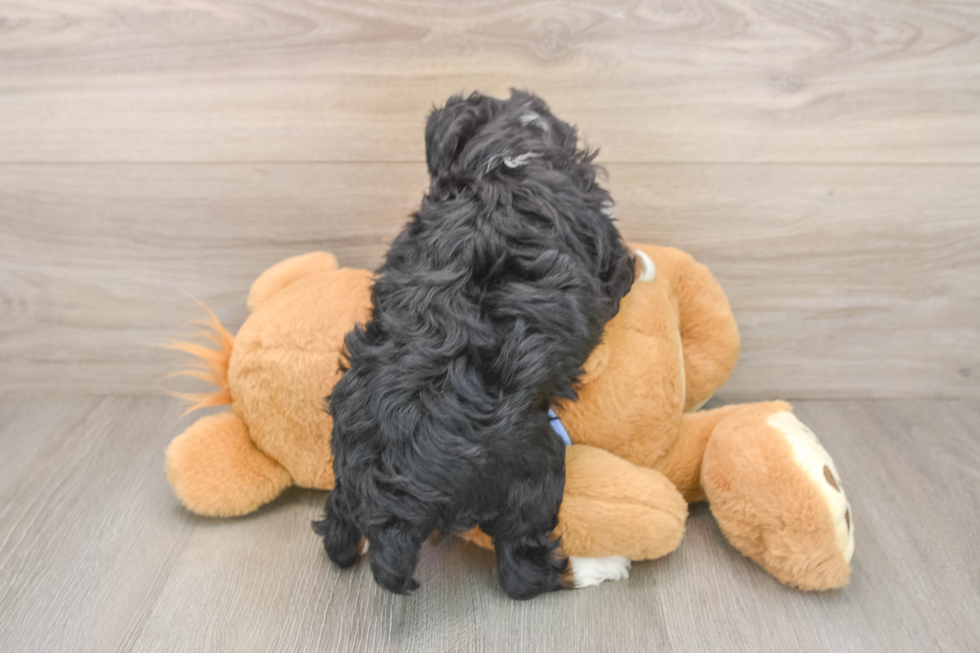 Best Mini Aussiedoodle Baby
