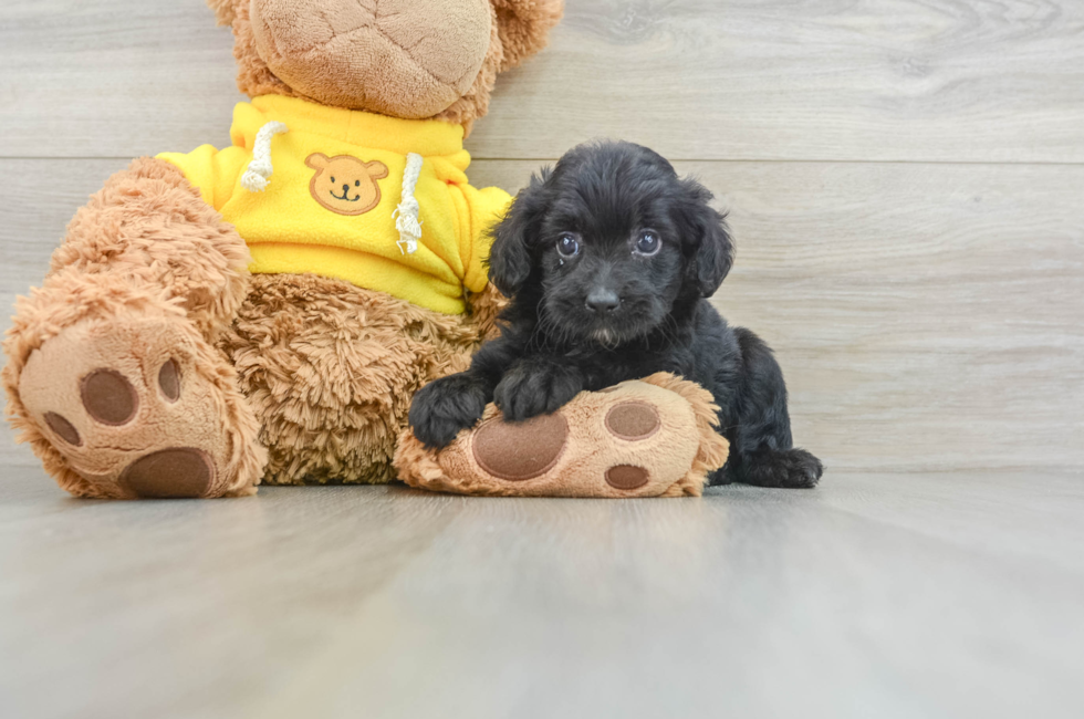 7 week old Mini Aussiedoodle Puppy For Sale - Pilesgrove Pups