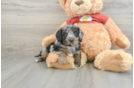 Mini Aussiedoodle Puppy for Adoption