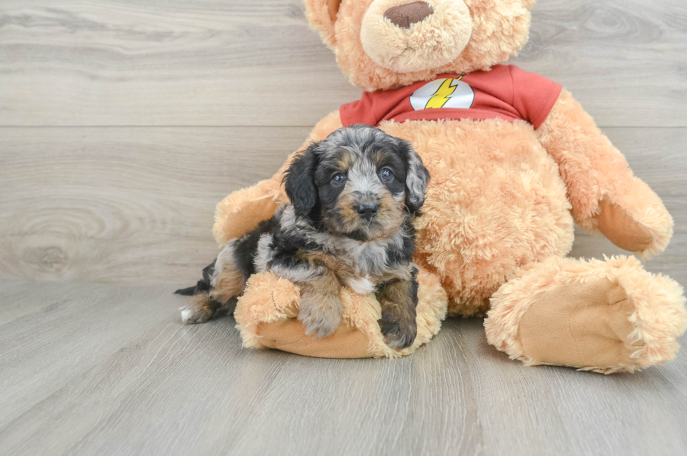 7 week old Mini Aussiedoodle Puppy For Sale - Pilesgrove Pups