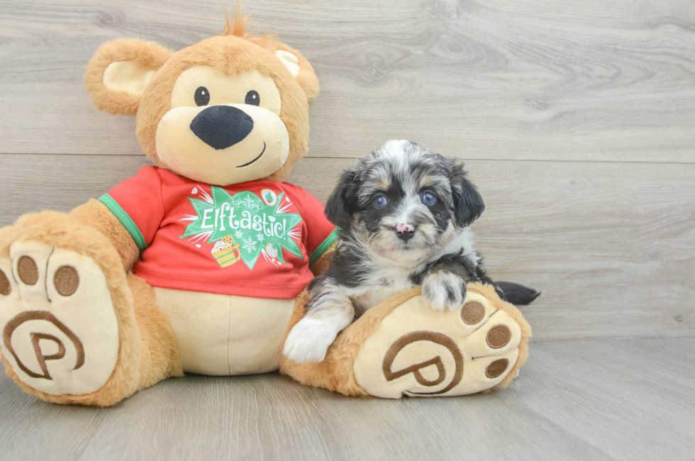 7 week old Mini Aussiedoodle Puppy For Sale - Pilesgrove Pups