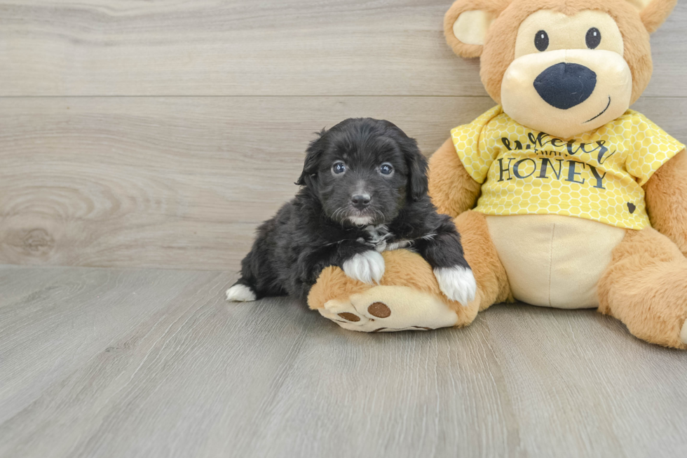 Small Mini Aussiedoodle Baby