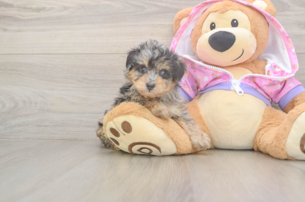 5 week old Mini Aussiedoodle Puppy For Sale - Pilesgrove Pups