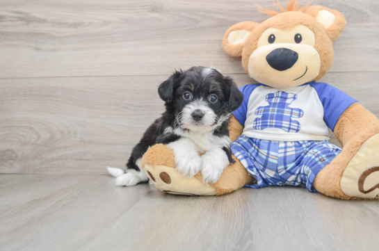 Best Mini Aussiedoodle Baby