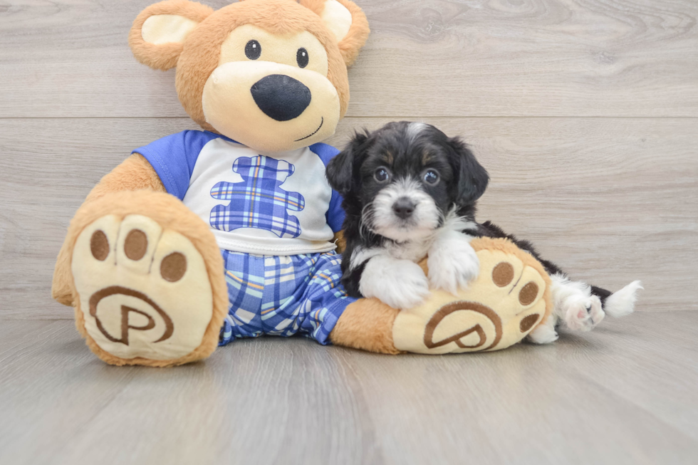 Mini Aussiedoodle Pup Being Cute