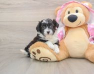8 week old Mini Aussiedoodle Puppy For Sale - Pilesgrove Pups