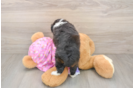 Fluffy Mini Aussiedoodle Poodle Mix Pup
