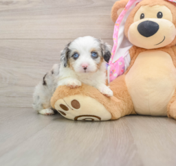 8 week old Mini Aussiedoodle Puppy For Sale - Pilesgrove Pups