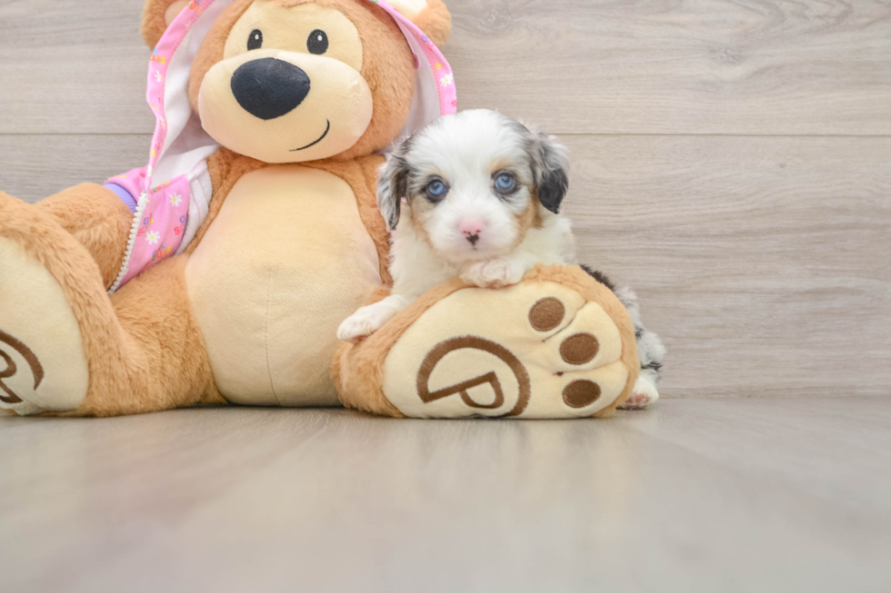 Best Mini Aussiedoodle Baby