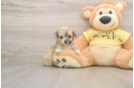 Mini Aussiedoodle Puppy for Adoption