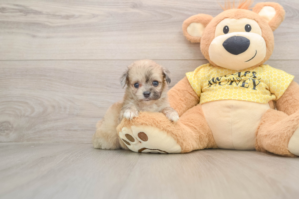 Mini Aussiedoodle Puppy for Adoption