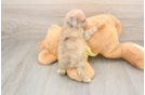 Mini Aussiedoodle Puppy for Adoption