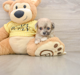 9 week old Mini Aussiedoodle Puppy For Sale - Pilesgrove Pups