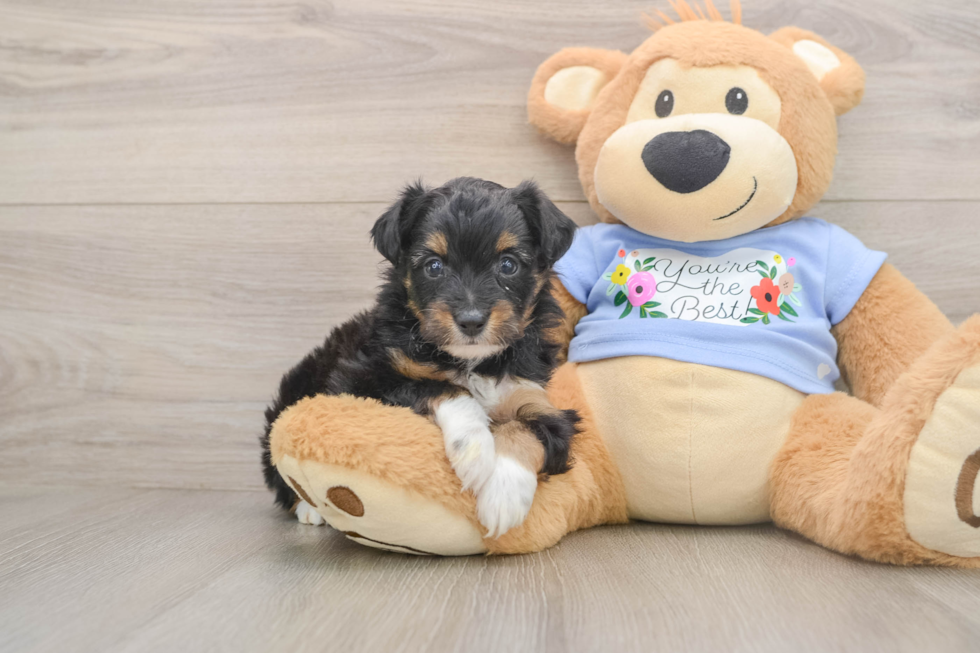 Best Mini Aussiedoodle Baby