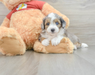 9 week old Mini Aussiedoodle Puppy For Sale - Pilesgrove Pups