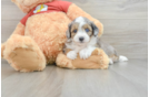 Petite Mini Aussiedoodle Poodle Mix Pup