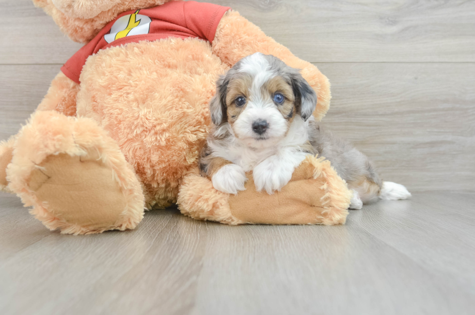 7 week old Mini Aussiedoodle Puppy For Sale - Pilesgrove Pups