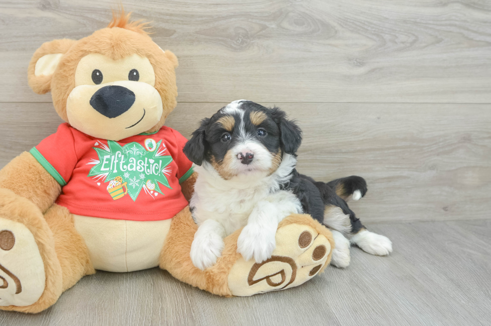 7 week old Mini Aussiedoodle Puppy For Sale - Pilesgrove Pups