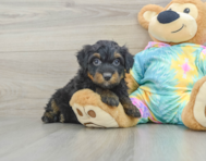 8 week old Mini Aussiedoodle Puppy For Sale - Pilesgrove Pups