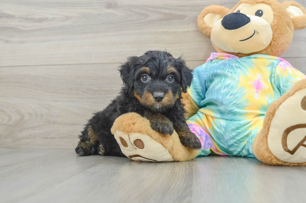 7 week old Mini Aussiedoodle Puppy For Sale - Pilesgrove Pups