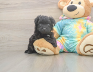 6 week old Mini Aussiedoodle Puppy For Sale - Pilesgrove Pups