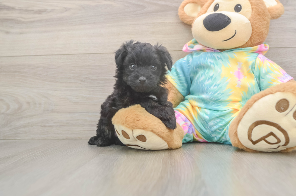 5 week old Mini Aussiedoodle Puppy For Sale - Pilesgrove Pups