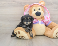 5 week old Mini Aussiedoodle Puppy For Sale - Pilesgrove Pups