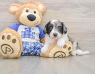 8 week old Mini Aussiedoodle Puppy For Sale - Pilesgrove Pups