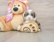 7 week old Mini Aussiedoodle Puppy For Sale - Pilesgrove Pups