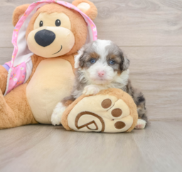 7 week old Mini Aussiedoodle Puppy For Sale - Pilesgrove Pups