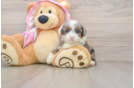 Mini Aussiedoodle Puppy for Adoption