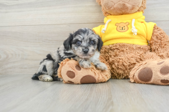 Petite Mini Aussiedoodle Poodle Mix Pup