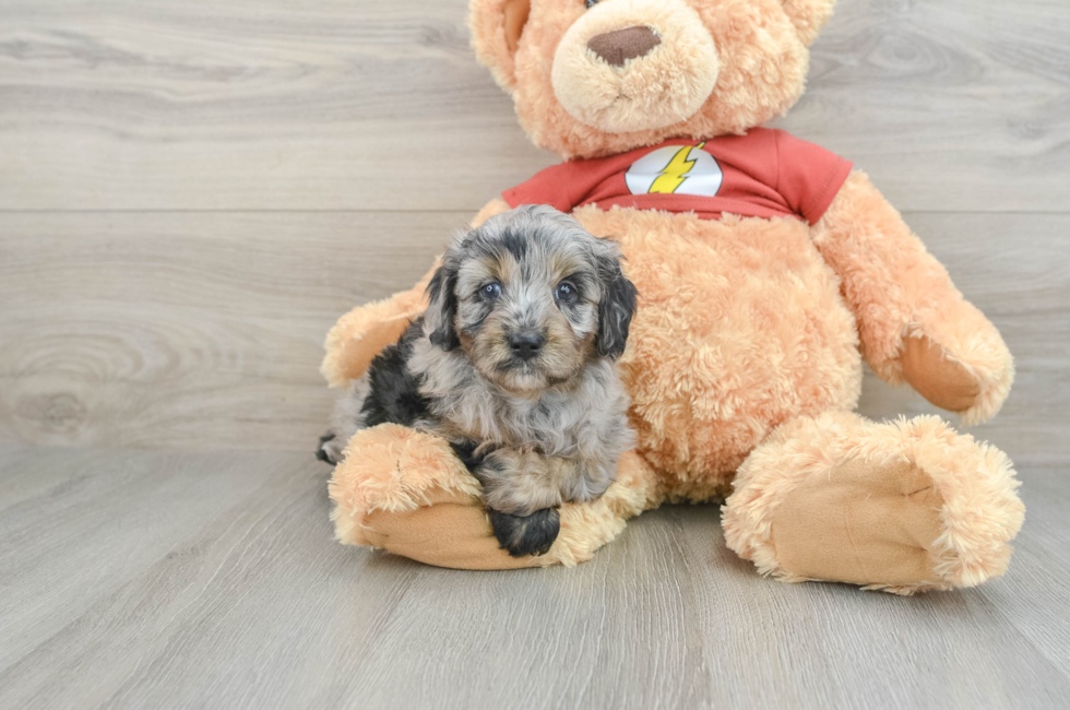 7 week old Mini Aussiedoodle Puppy For Sale - Pilesgrove Pups