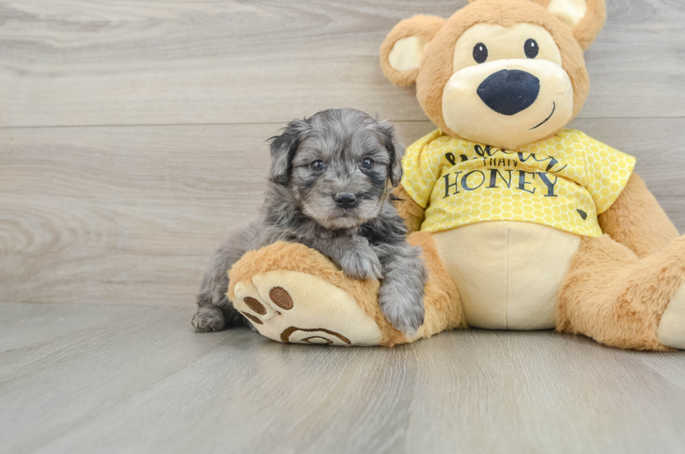 7 week old Mini Aussiedoodle Puppy For Sale - Pilesgrove Pups