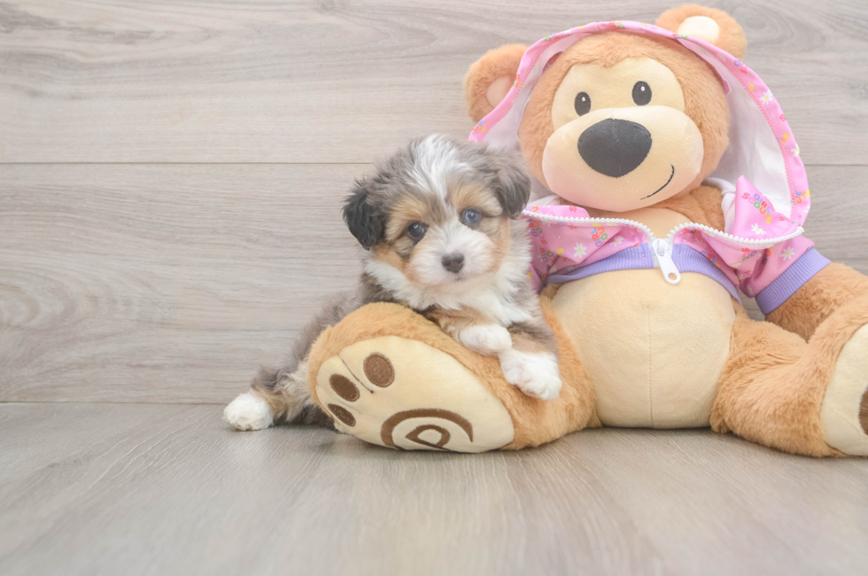 5 week old Mini Aussiedoodle Puppy For Sale - Pilesgrove Pups